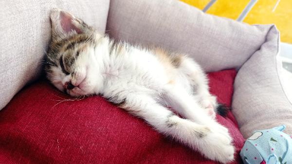 Jane, Super Gattina Cerca Casa